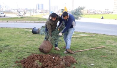 Diyarbakır Büyükşehir Belediyesi Piran Caddesi’ni Ağaçlandırdı