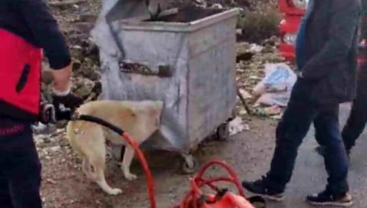 Diyarbakır’da Başı Çöp Konteynerine Sıkışan Köpek İtfaiye Tarafından Kurtarıldı
